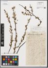 Foto von Salix triandra L.